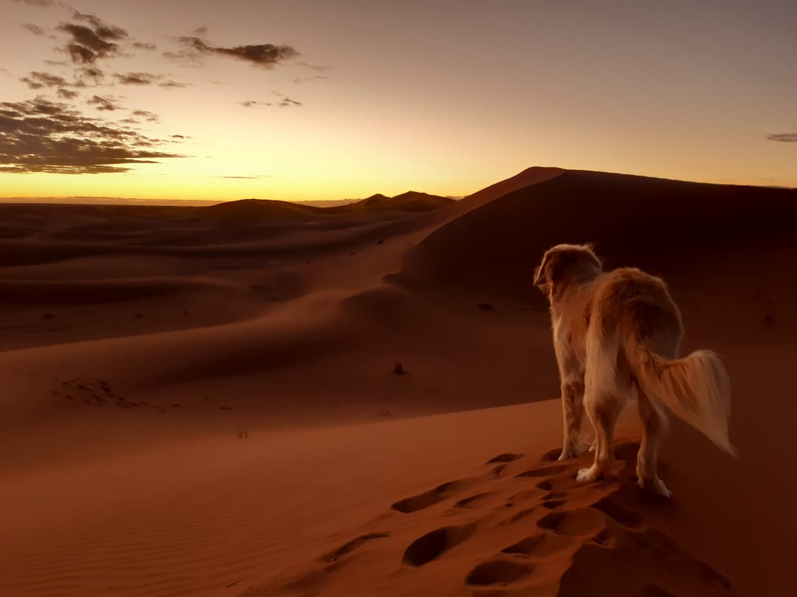 Travels With a Favourite Pooch in Morocco – Olivia’s Story