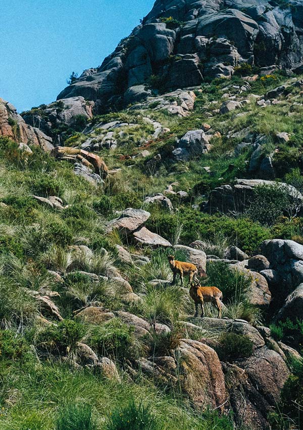 Goats can be seen in Peneda-Geres National Park in Portugal