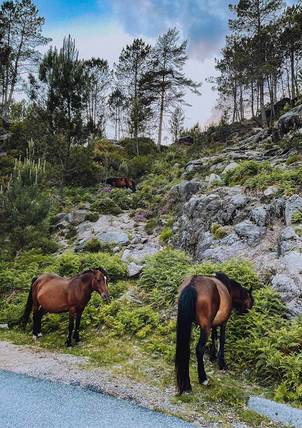 Wild horses are found in Peneda-Geres National Park in Portugal