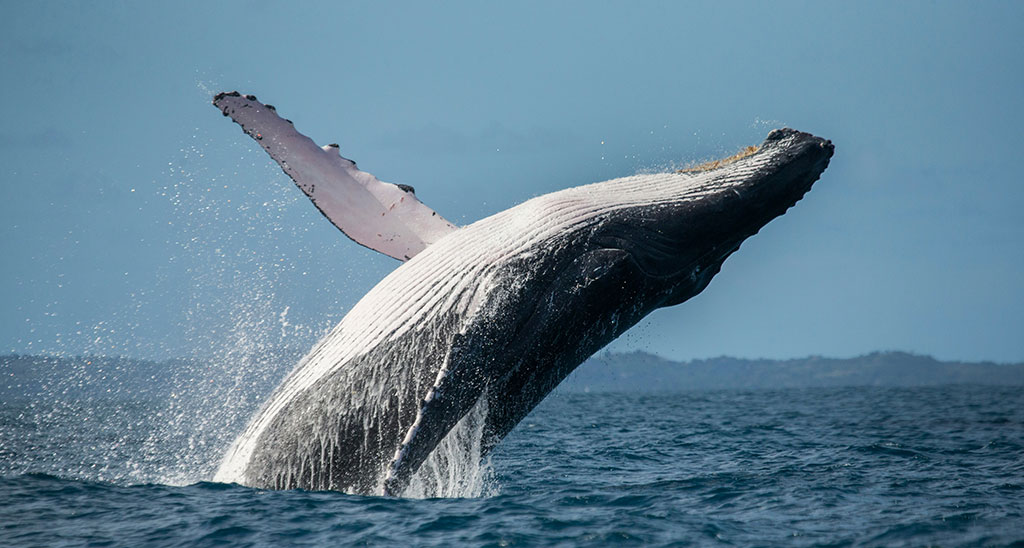 Whale Safari