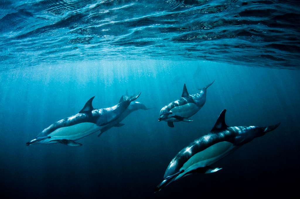 Ocean