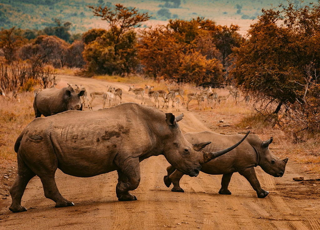 Wildlife