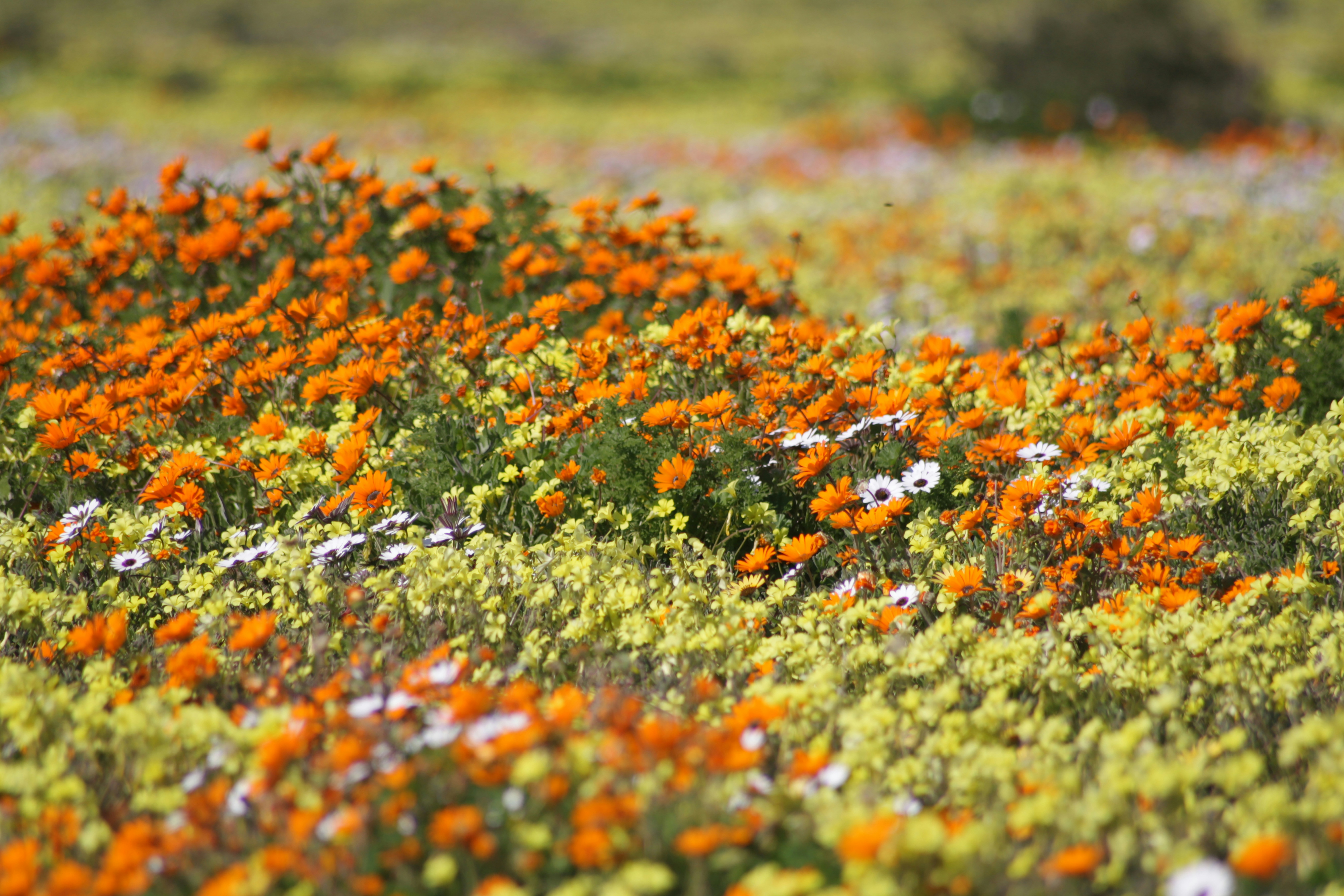 Namaqualand