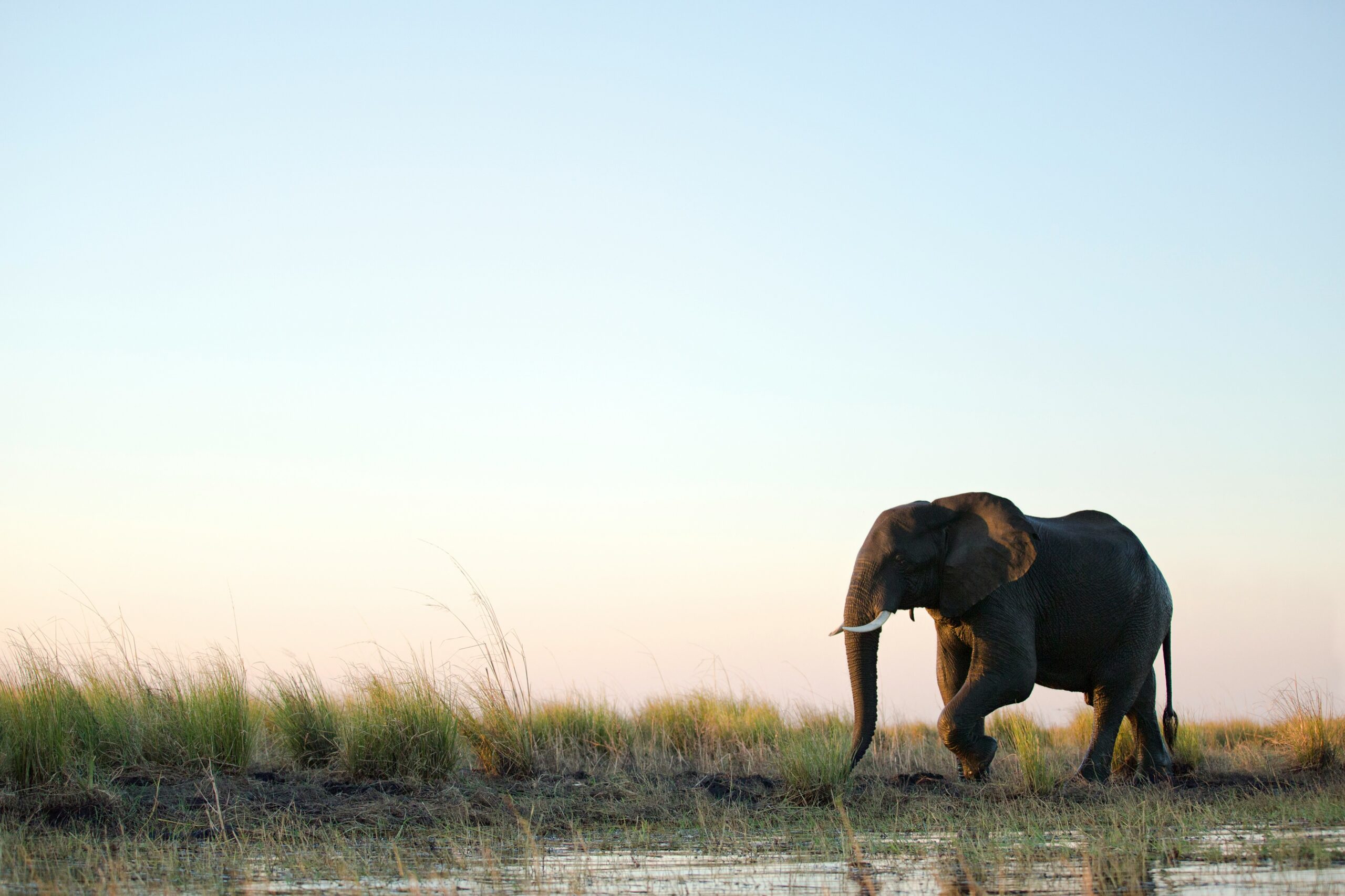 Conservation