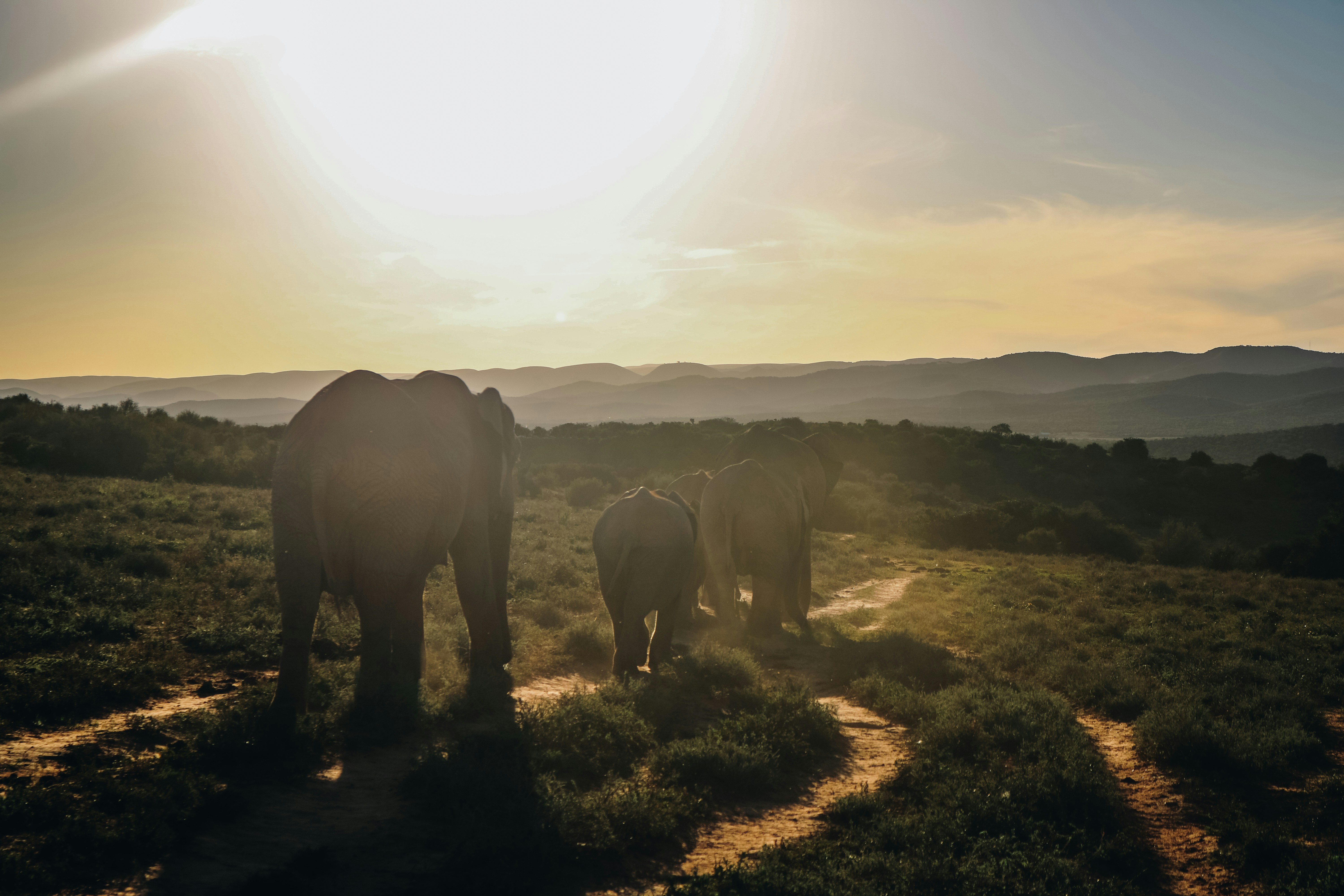 Addo National Park