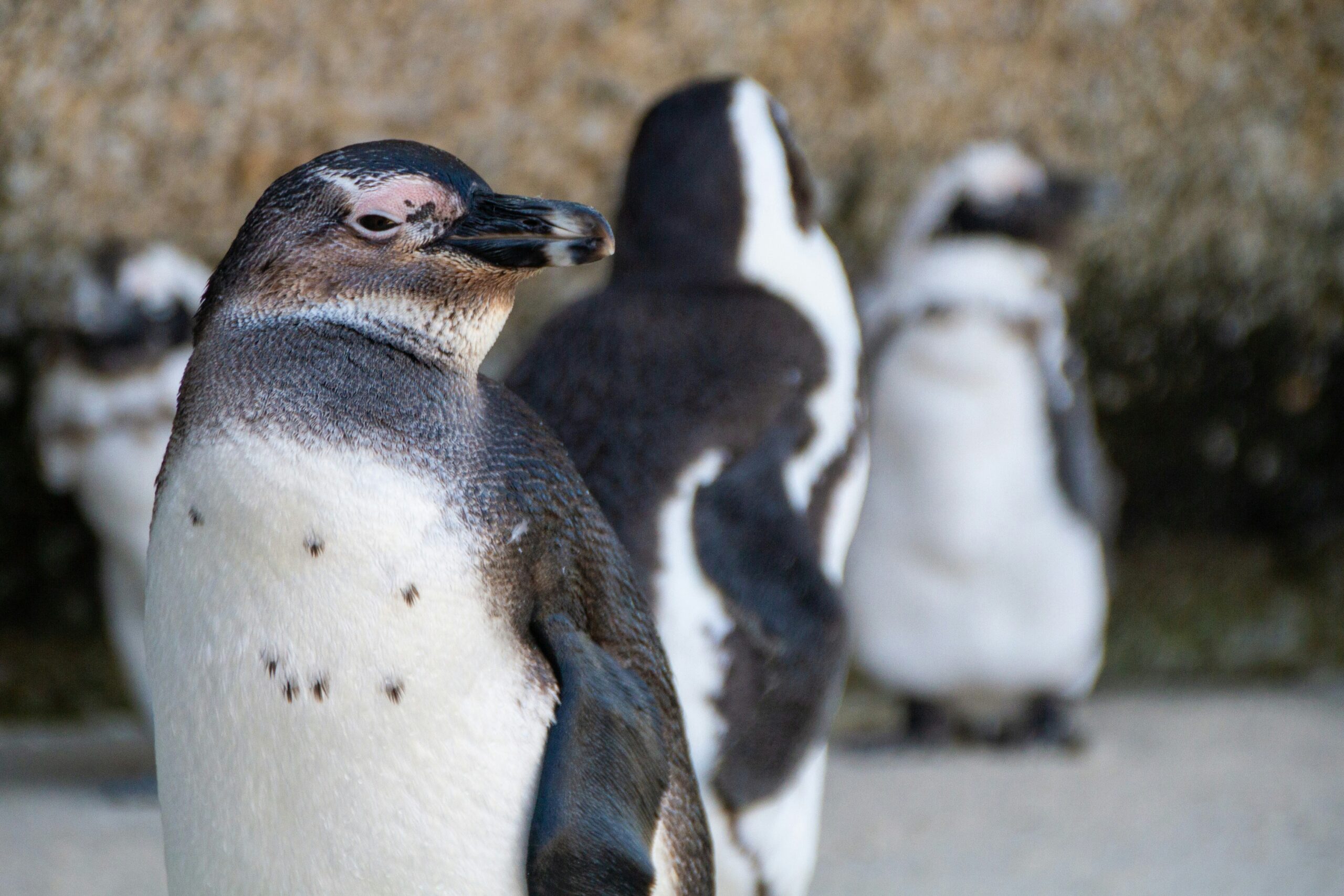 African Penguins