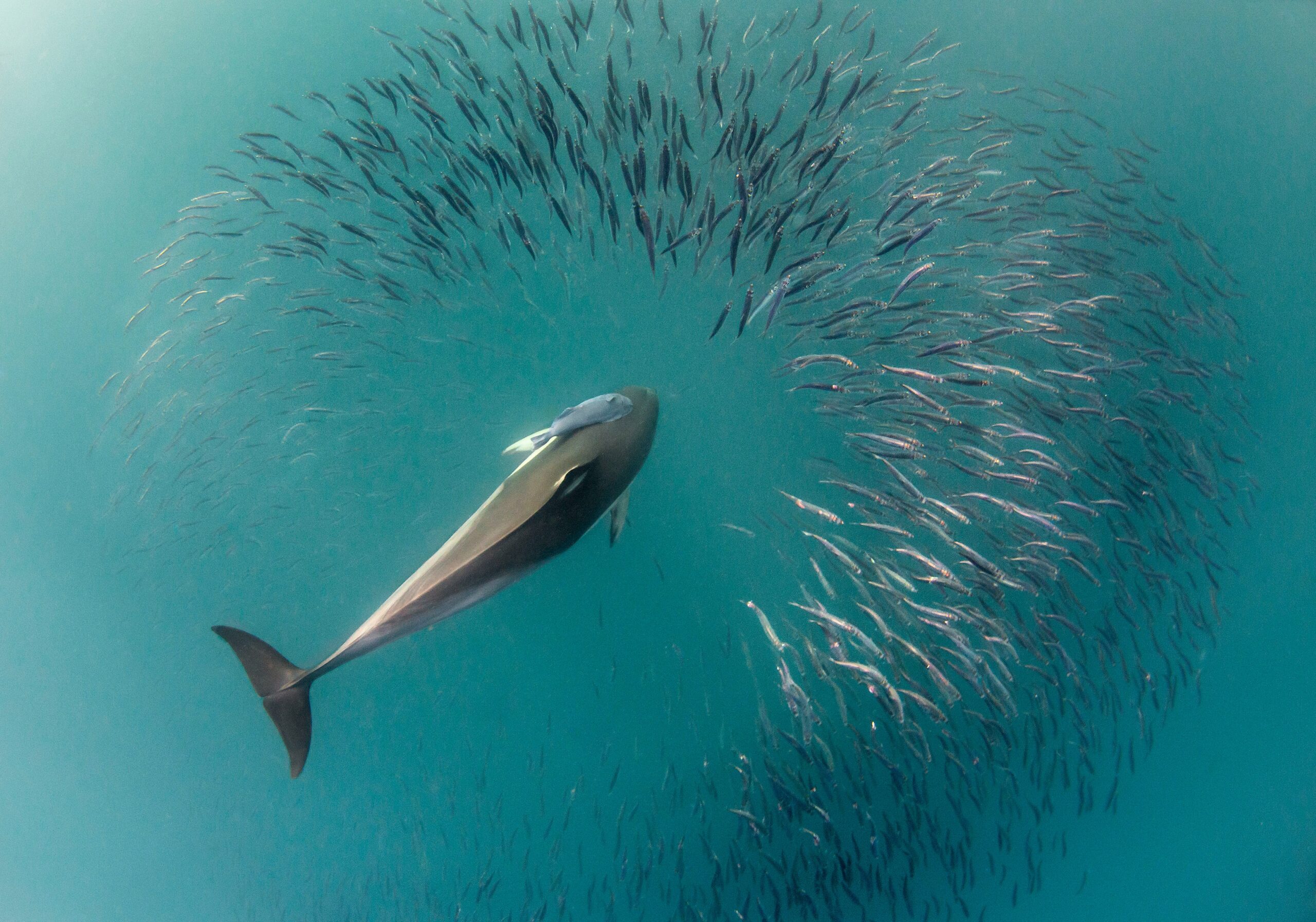 Cage Diving
