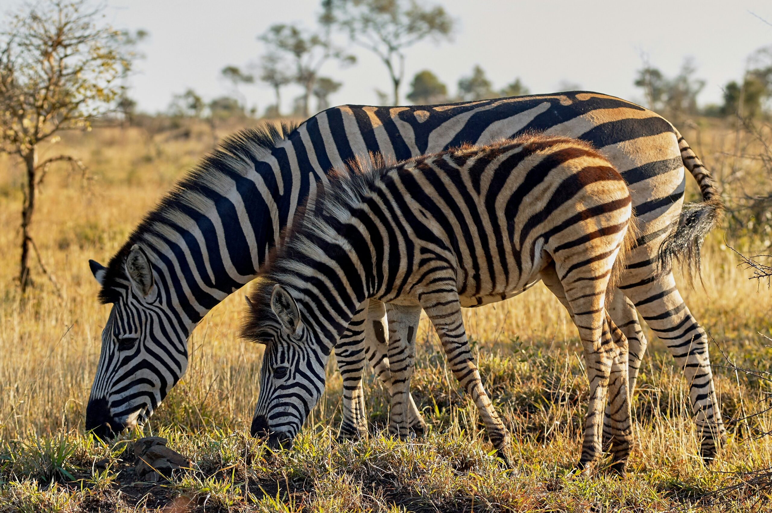 Wildlife